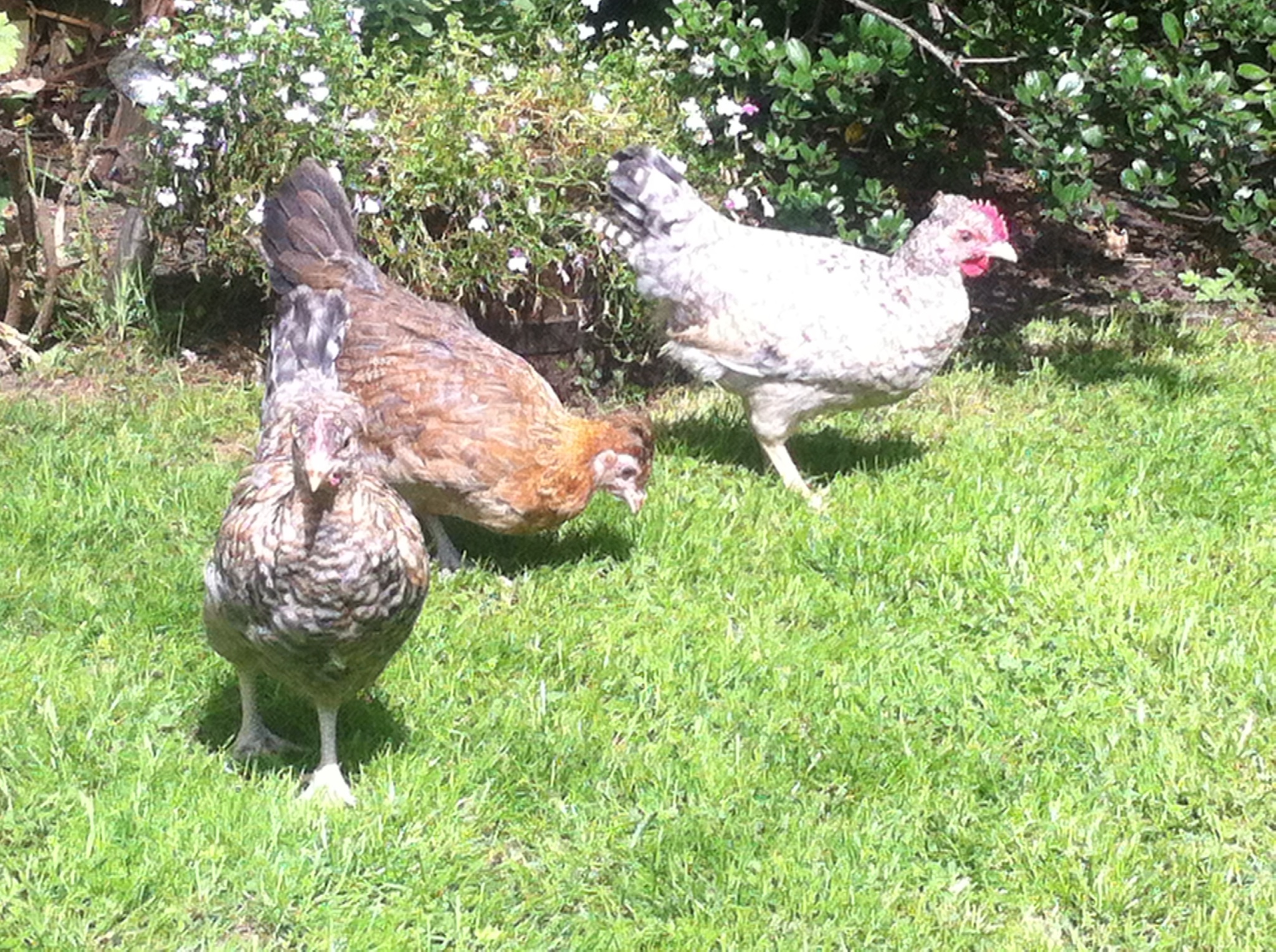Three white chickens on grass